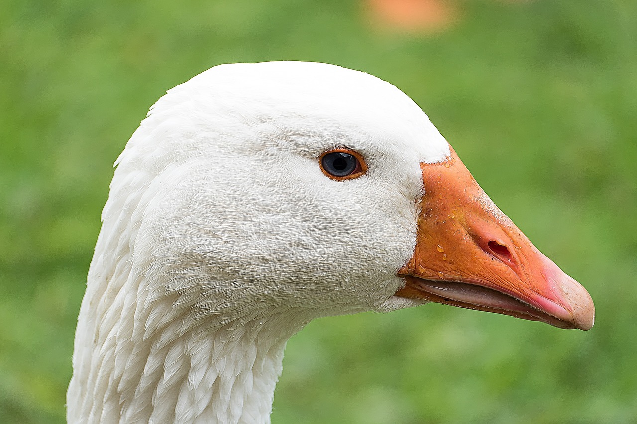 Gås